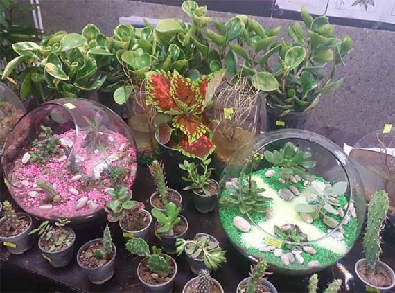 نمایشگاه گل ها و گیاهان زینتی در رزن برگزار شد 