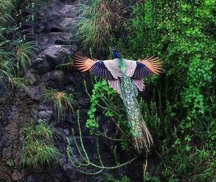 لحظه پرواز طاووس +عکس