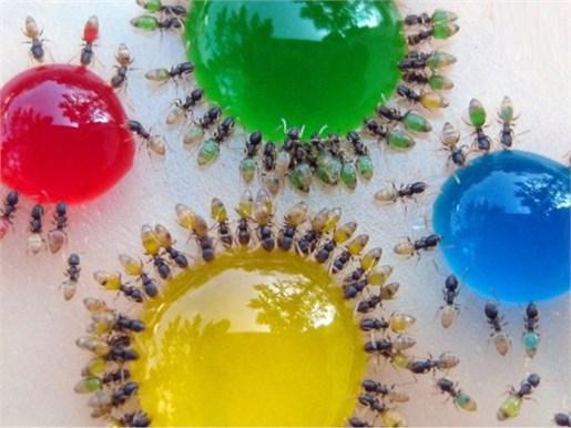 مورچه‌ها ,مایعات, رنگی , 