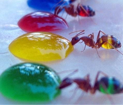 مورچه‌ها ,مایعات, رنگی , 