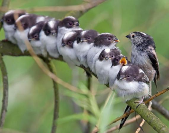 مهر مادر در پرندگان