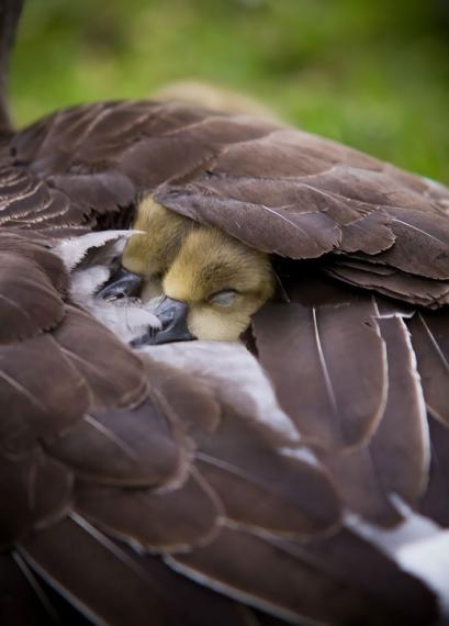 مهر مادر در پرندگان