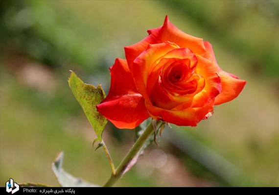 باغ ارم,شیراز,باغ گیاه شناسی,بهارنارنج,گل رز,گلهای رنگارنگ,اردیبهشت شیراز,shabnamha.ir,شبنم همدان,afkl ih,شبنم ها