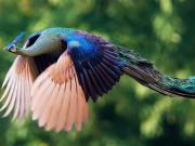 لحظه پرواز طاووس +عکس