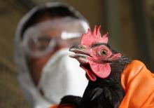  آنفلوآنزای پرندگان,آنفلوآنزای H5N1,انتقال آنفولانزا از پرنده به انسان,نشانه های آنفلوآنزای پرندگان,شبنم همدان,shabnamha.ir,afkl ih