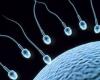  کشف سوئیچ ژنتیکی تعیین‌کننده اسپرم و تخمک