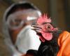  آنفلوآنزای پرندگان,آنفلوآنزای H5N1,انتقال آنفولانزا از پرنده به انسان,نشانه های آنفلوآنزای پرندگان,شبنم همدان,shabnamha.ir,afkl ih