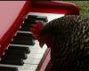 شبنم ها, shabnamha, مرغ نوازنده, پیانو , afkl ih, shabnamha.ir